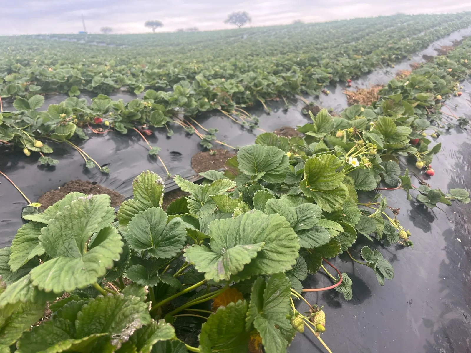 Agro Sagurie — paso1 a